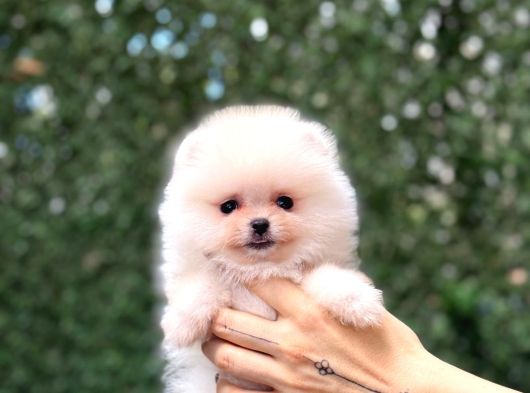 Orji̇nal Pomerani̇an Boo Çocuklar görsel
