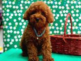 ORJİNAL TOY POODLE YAVRULAR SAĞLIK GARANTİLİ