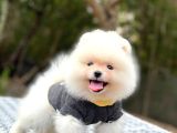 Orji̇nal Pomerani̇an Boo Çocuklar