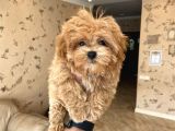 BABYFACE KUTBURUN ERKEK MAltipoo