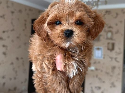 Babyface Kutburun Erkek Maltipoo görsel