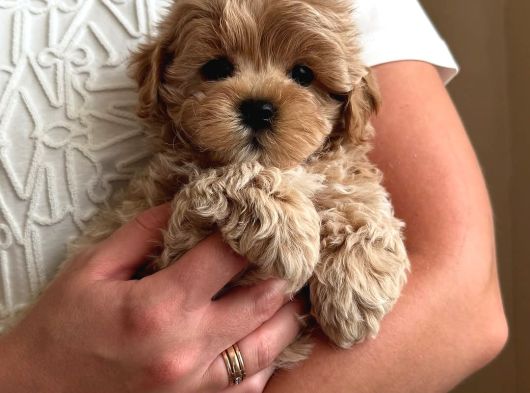 Babyface Kutburun Erkek Maltipoo görsel