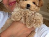Babyface Kutburun Erkek Maltipoo
