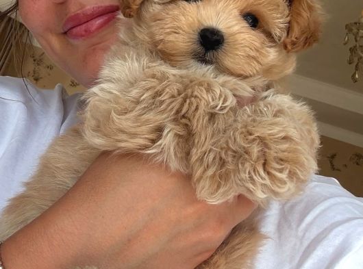 Babyface Kutburun Erkek Maltipoo görsel