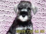 Üst Düzey Mi̇nyatür Schnauzer Bebekler