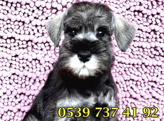 Üst Düzey Mi̇nyatür Schnauzer Bebekler görsel
