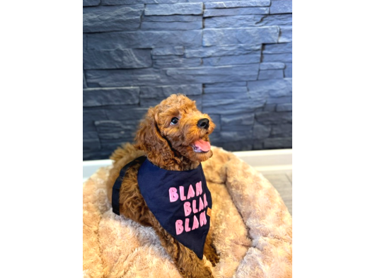 Red Brown Poodle Yavrular 1Dişi 1 Erkek