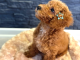 Red Brown Poodle Yavrular 1Dişi 1 Erkek