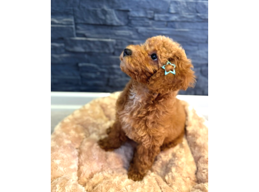 Red Brown Poodle Yavrular 1Dişi 1 Erkek görsel