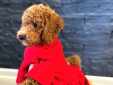 Red Brown Poodle Yavrular 1Dişi 1 Erkek