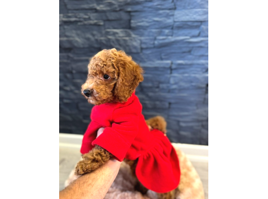 Red Brown Poodle Yavrular 1Dişi 1 Erkek görsel
