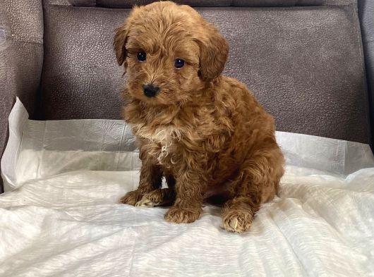 Mi̇ni̇ Boy Malti̇poo Oğlumuz