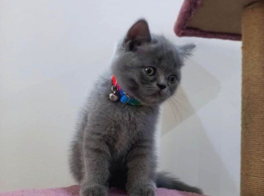 Tatlimi Tatli Top Kafa Bri̇ti̇sh Yavrularimiz Uyguna Veri̇lecek görsel