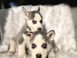 Her renkte safkan Husky yavruları