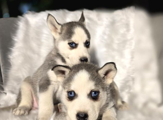 Her Renkte Safkan Husky Yavruları