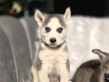 Her Renkte Safkan Husky Yavruları