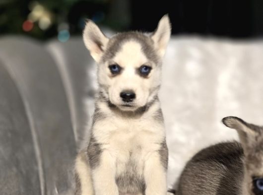 Her Renkte Safkan Husky Yavruları görsel