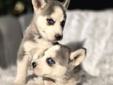 Her Renkte Safkan Husky Yavruları