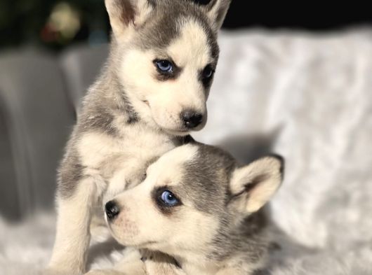 Her Renkte Safkan Husky Yavruları görsel