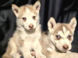 Her Renkte Safkan Husky Yavruları