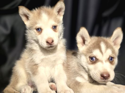 Her Renkte Safkan Husky Yavruları görsel