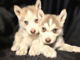 Her Renkte Safkan Husky Yavruları