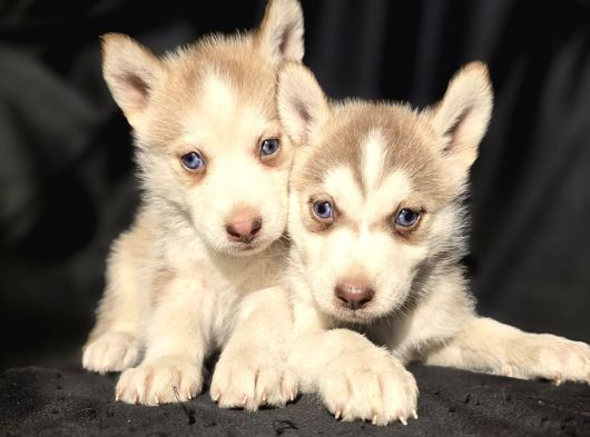 Her Renkte Safkan Husky Yavruları görsel