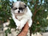 Çok Üst Kalite Pomeranian Boo Yavrular