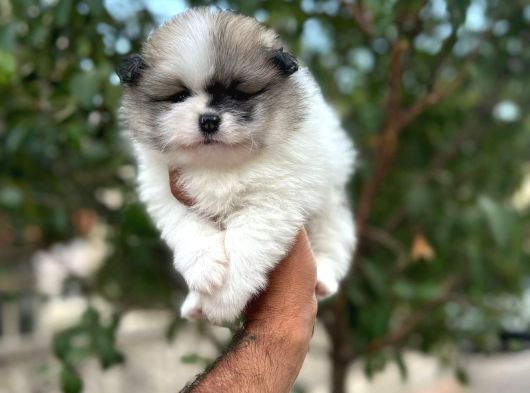 Çok Üst Kalite Pomeranian Boo Yavrular