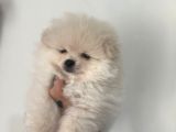 Çok Üst Kalite Pomeranian Boo Yavrular