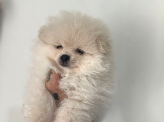 Çok Üst Kalite Pomeranian Boo Yavrular görsel