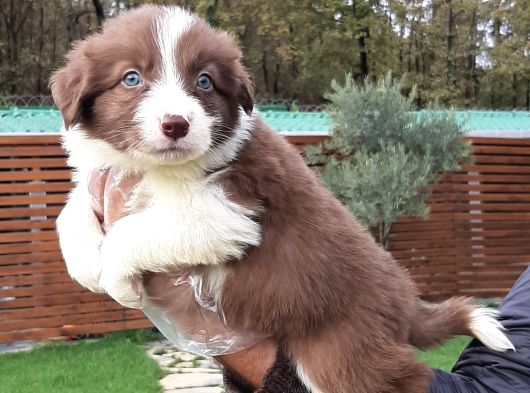 Border Collie Yavruları Istanbul görsel