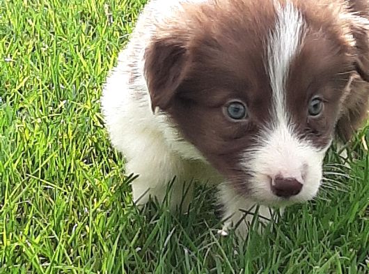 Border Collie Yavruları Istanbul görsel