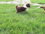 Border Collie Yavruları Istanbul