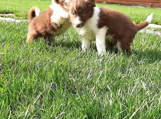 Border Collie Yavruları Istanbul görsel