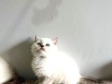 Bluepoi̇nt Bri̇ti̇sh Shorthai̇r Bebekleri̇mi̇z