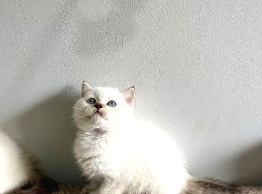 Bluepoi̇nt Bri̇ti̇sh Shorthai̇r Bebekleri̇mi̇z görsel