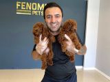 Renk Renk Orji̇nal Toy Poodle Yavrularimiz Güncel Ankara