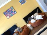 Kedi̇ci̇den Renk Renk British Shorthair Yavrulari Ankara