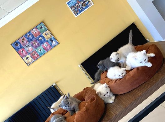Kedi̇ci̇den Renk Renk British Shorthair Yavrulari Ankara görsel