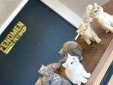 Kedi̇ci̇den Renk Renk British Shorthair Yavrulari Ankara