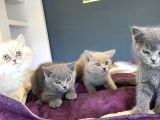 Kedi̇ci̇den Renk Renk British Shorthair Yavrulari Ankara