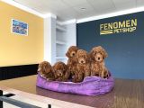 Renk Renk Orji̇nal Toy Poodle Yavrularimiz Güncel Ankara