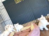 Kedi̇ci̇den Renk Renk British Shorthair Yavrulari Ankara