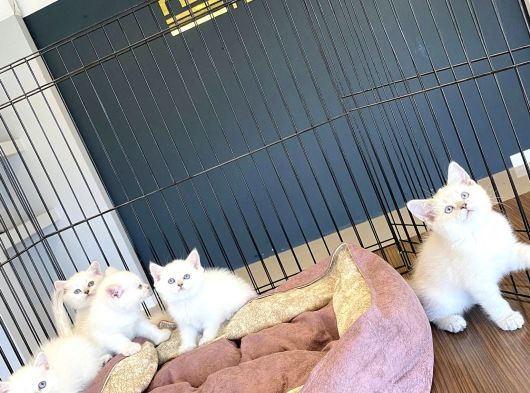 Kedi̇ci̇den Renk Renk British Shorthair Yavrulari Ankara görsel