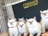 KEDİCİDEN RENK RENK BRITISH SHORTHAIR YAVRULARI ANKARA