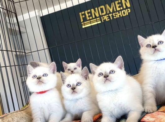 Kedi̇ci̇den Renk Renk British Shorthair Yavrulari Ankara