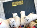 Kedi̇ci̇den Renk Renk British Shorthair Yavrulari Ankara