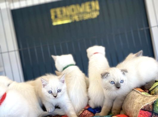 Kedi̇ci̇den Renk Renk British Shorthair Yavrulari Ankara görsel