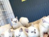 Kedi̇ci̇den Renk Renk British Shorthair Yavrulari Ankara